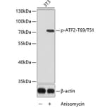 Western Blot - Anti-ATF2 (phospho T69 + T51) Antibody (AP0128) - Antibodies.com