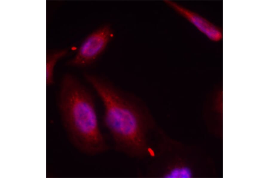 Immunofluorescence - Anti-ATF2 (phospho T69 + T51) Antibody (AP0128) - Antibodies.com