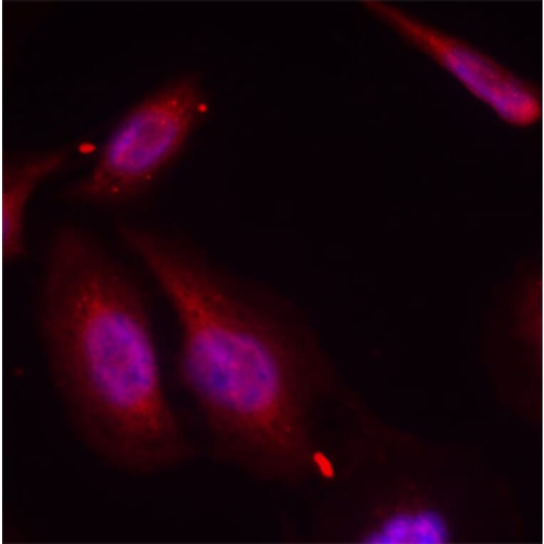 Immunofluorescence - Anti-ATF2 (phospho T69 + T51) Antibody (AP0128) - Antibodies.com