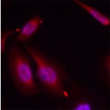 Immunofluorescence - Anti-ATF2 (phospho T69 + T51) Antibody (AP0128) - Antibodies.com