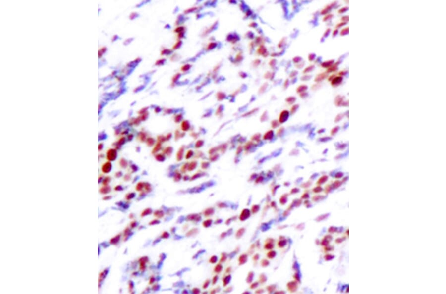 Immunohistochemistry - Anti-ATF2 (phospho T71 + T53) Antibody (AP0129) - Antibodies.com
