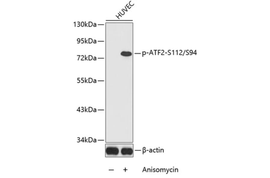Western Blot - Anti-ATF2 (phospho S112 + S94) Antibody (AP0130) - Antibodies.com