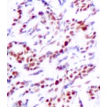Immunohistochemistry - Anti-ATF2 (phospho S112 + S94) Antibody (AP0130) - Antibodies.com