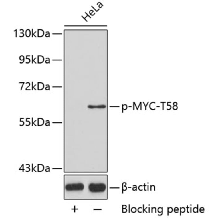 Western Blot - Anti-MYC (phospho T58) Antibody (AP0131) - Antibodies.com