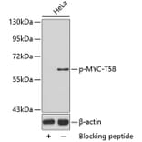 Western Blot - Anti-MYC (phospho T58) Antibody (AP0131) - Antibodies.com