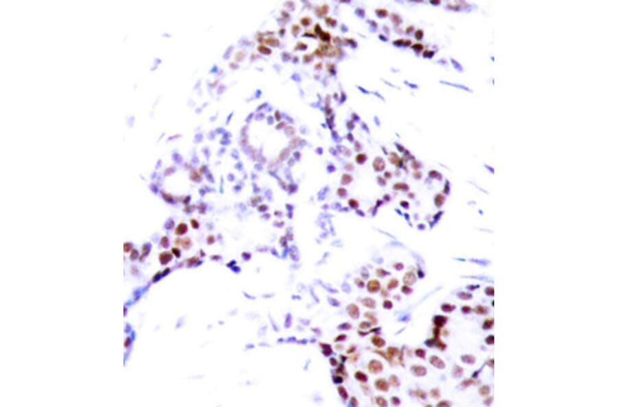 Immunohistochemistry - Anti-ELK1 (phospho S389) Antibody (AP0133) - Antibodies.com