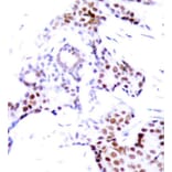 Immunohistochemistry - Anti-ELK1 (phospho S389) Antibody (AP0133) - Antibodies.com