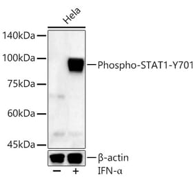 Western Blot - Anti-STAT1 (phospho Tyr701) Antibody (A16463) - Antibodies.com