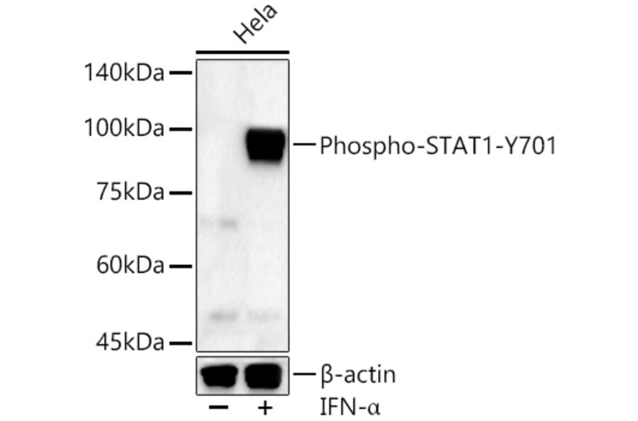 Western Blot - Anti-STAT1 (phospho Tyr701) Antibody (A16463) - Antibodies.com