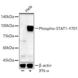 Western Blot - Anti-STAT1 (phospho Tyr701) Antibody (A16463) - Antibodies.com