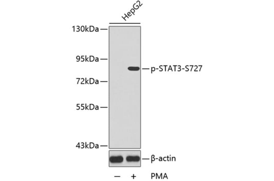 Western Blot - Anti-STAT3 (phospho S727) Antibody (AP0136) - Antibodies.com