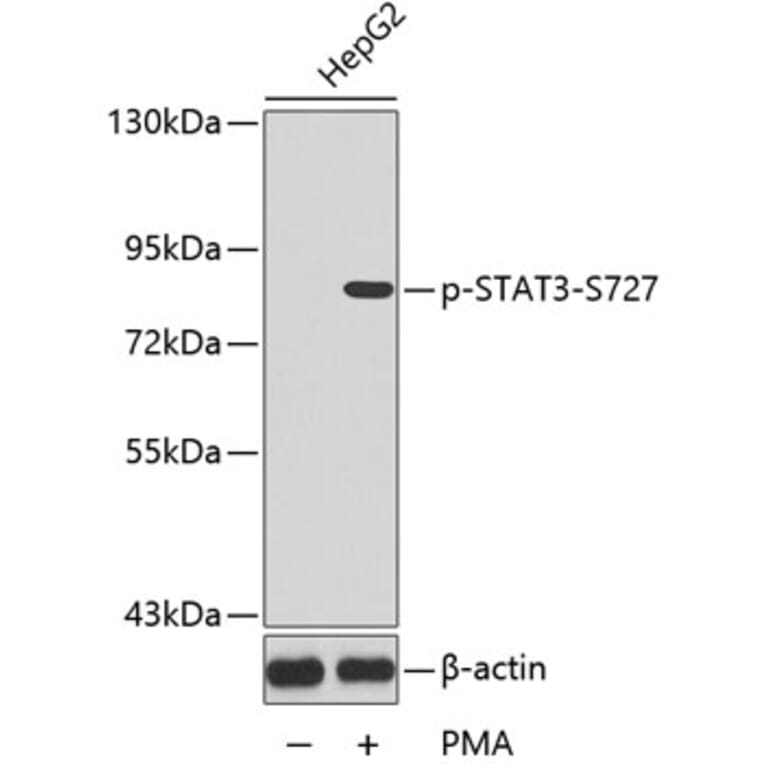 Western Blot - Anti-STAT3 (phospho S727) Antibody (AP0136) - Antibodies.com