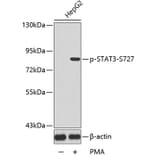 Western Blot - Anti-STAT3 (phospho S727) Antibody (AP0136) - Antibodies.com