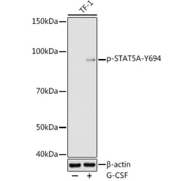 Western Blot - Anti-STAT5 (phospho Tyr694) Antibody (A16466) - Antibodies.com