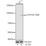 Western Blot - Anti-STAT5 (phospho Tyr694) Antibody (A16466) - Antibodies.com