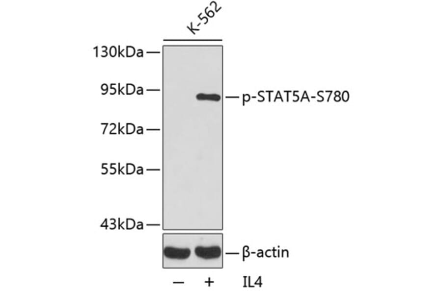 Western Blot - Anti-STAT5 (phospho Ser780) Antibody (A16467) - Antibodies.com
