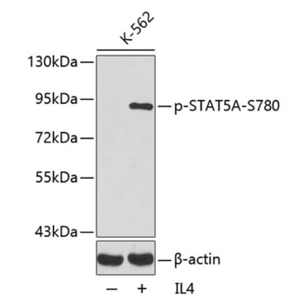 Western Blot - Anti-STAT5 (phospho Ser780) Antibody (A16467) - Antibodies.com