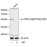 Western Blot - Anti-PTEN (phospho S380 + T382 + T383) Antibody (AP0141) - Antibodies.com