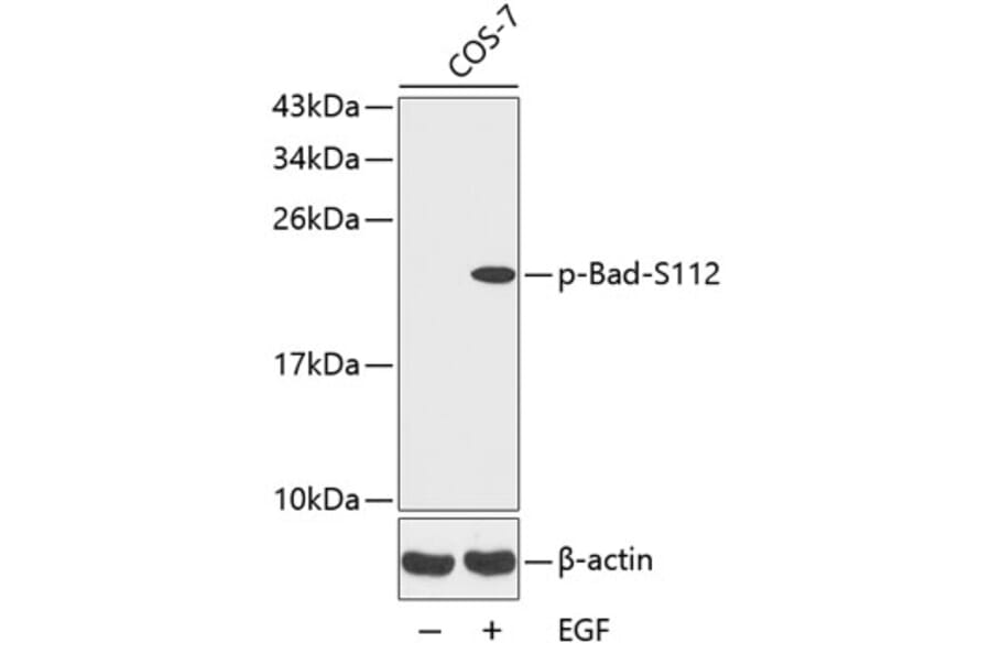 Western Blot - Anti-Bad (phospho S112) Antibody (AP0143) - Antibodies.com