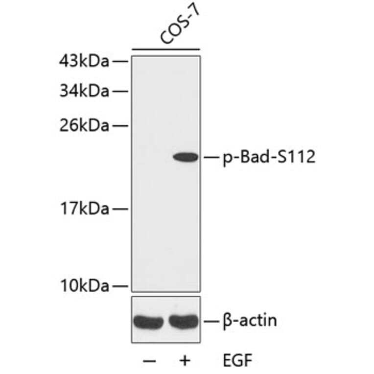 Western Blot - Anti-Bad (phospho S112) Antibody (AP0143) - Antibodies.com