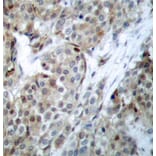 Immunohistochemistry - Anti-Bad (phospho S112) Antibody (AP0143) - Antibodies.com