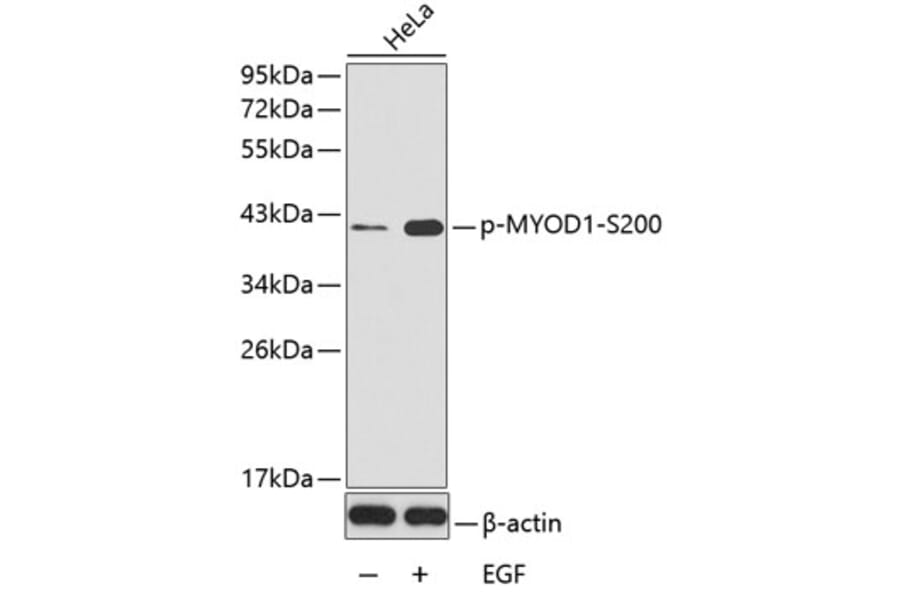 Western Blot - Anti-MYOD1 (phospho S200) Antibody (AP0150) - Antibodies.com