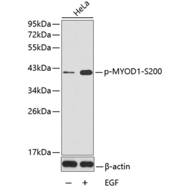 Western Blot - Anti-MYOD1 (phospho S200) Antibody (AP0150) - Antibodies.com