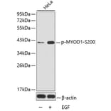 Western Blot - Anti-MYOD1 (phospho S200) Antibody (AP0150) - Antibodies.com
