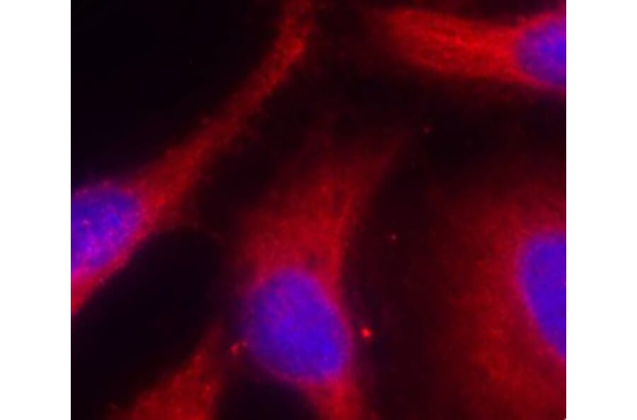 Immunofluorescence - Anti-PRKD1 (phospho S738) Antibody (AP0151) - Antibodies.com
