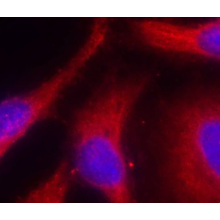 Immunofluorescence - Anti-PRKD1 (phospho S738) Antibody (AP0151) - Antibodies.com