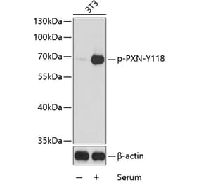Western Blot - Anti-Paxillin (phospho Tyr118) Antibody (A16479) - Antibodies.com