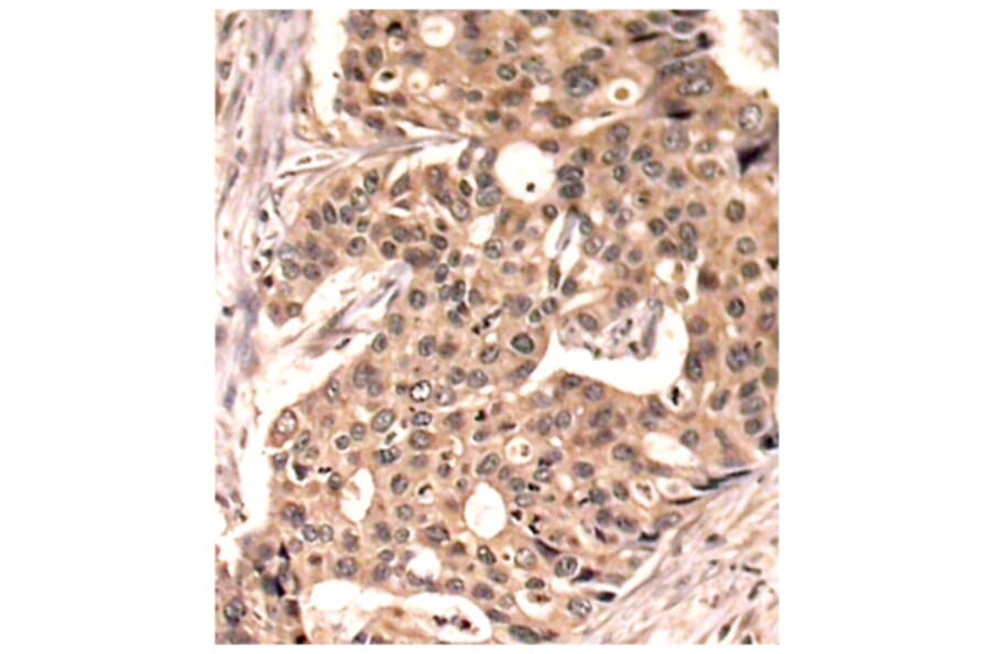 Immunohistochemistry - Anti-Paxillin (phospho Tyr118) Antibody (A16479) - Antibodies.com