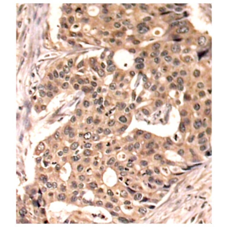 Immunohistochemistry - Anti-Paxillin (phospho Tyr118) Antibody (A16479) - Antibodies.com