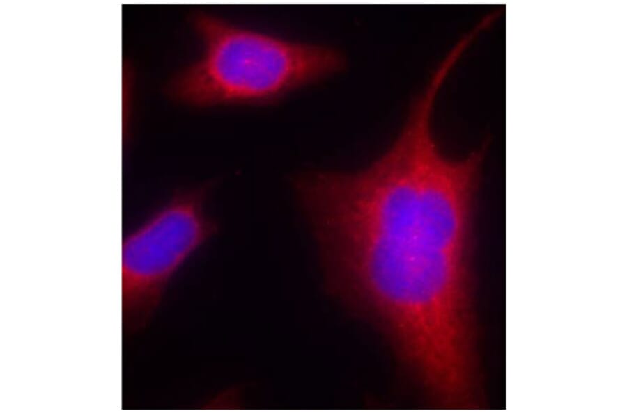 Immunofluorescence - Anti-PRKD1 (phospho S910) Antibody (AP0159) - Antibodies.com
