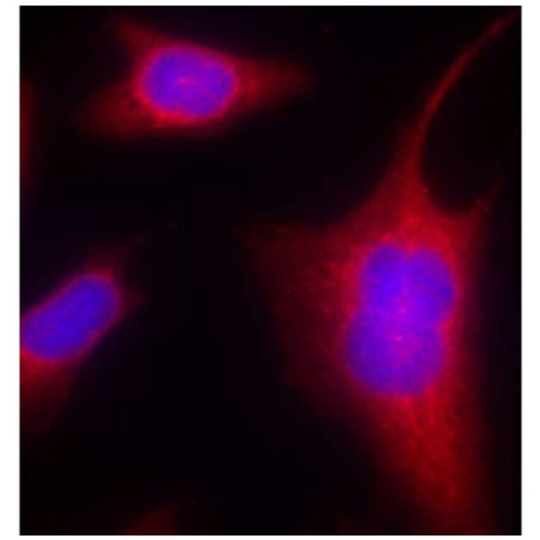 Immunofluorescence - Anti-PRKD1 (phospho S910) Antibody (AP0159) - Antibodies.com