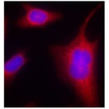 Immunofluorescence - Anti-PRKD1 (phospho S910) Antibody (AP0159) - Antibodies.com