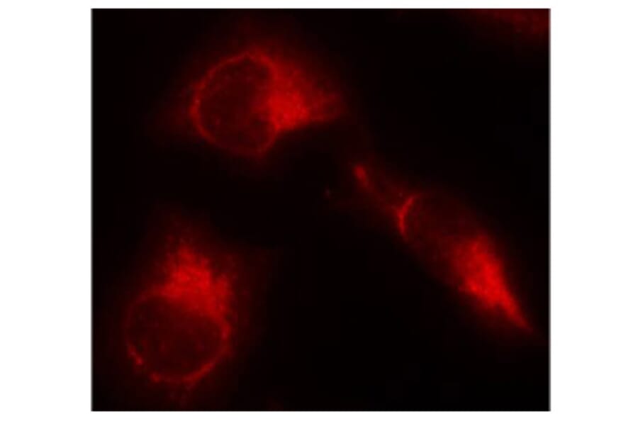 Immunofluorescence - Anti-Tau (phospho S356) Antibody (AP0162) - Antibodies.com