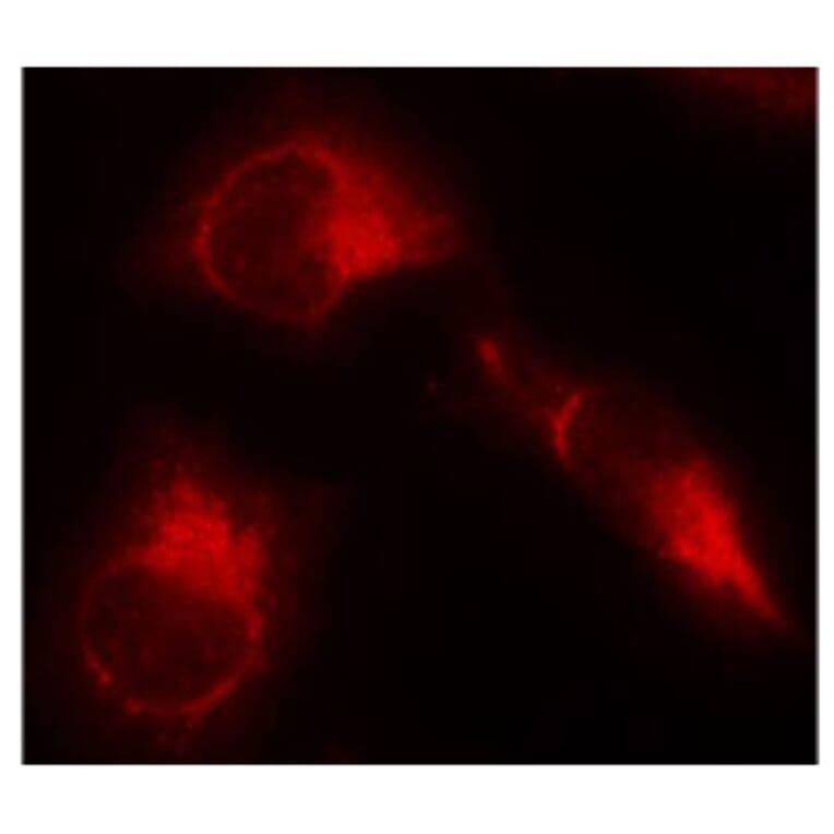 Immunofluorescence - Anti-Tau (phospho S356) Antibody (AP0162) - Antibodies.com