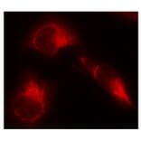 Immunofluorescence - Anti-Tau (phospho S356) Antibody (AP0162) - Antibodies.com