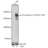 Western Blot - Anti-Phospholipase C gamma 1/PLC-gamma-1 (phospho Tyr783) Antibody (A16483) - Antibodies.com