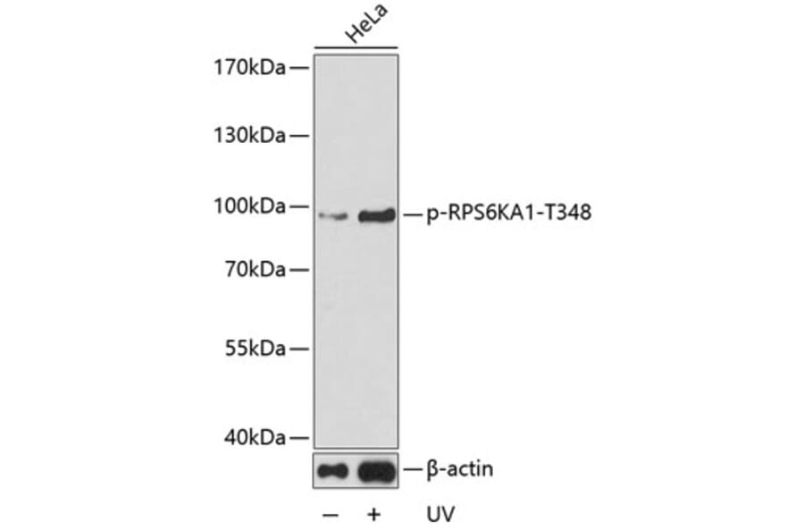 Western Blot - Anti-P90RSK (phospho T348) Antibody (AP0166) - Antibodies.com