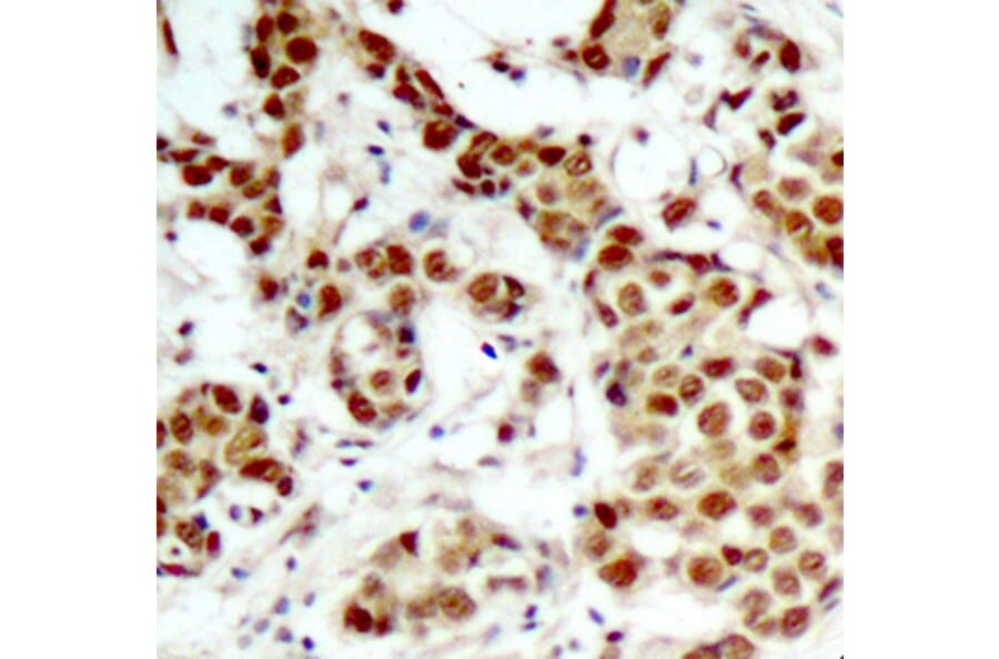 Immunohistochemistry - Anti-P90RSK (phospho T348) Antibody (AP0166) - Antibodies.com