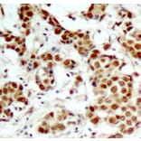 Immunohistochemistry - Anti-P90RSK (phospho T348) Antibody (AP0166) - Antibodies.com