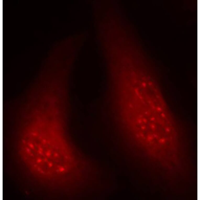 Immunofluorescence - Anti-P90RSK (phospho T348) Antibody (AP0166) - Antibodies.com