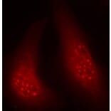 Immunofluorescence - Anti-P90RSK (phospho T348) Antibody (AP0166) - Antibodies.com