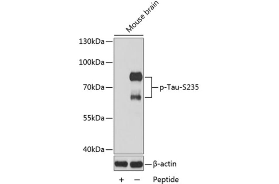 Western Blot - Anti-Tau (phospho S235) Antibody (AP0167) - Antibodies.com