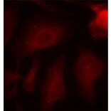 Immunofluorescence - Anti-Tau (phospho Ser404) Antibody (A16489) - Antibodies.com