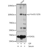 Western Blot - Anti-FOXO1A (phospho Ser256) Antibody (A16490) - Antibodies.com