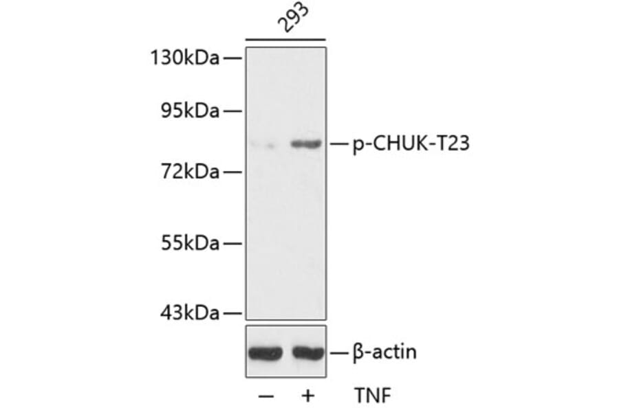 Western Blot - Anti-CHUK (phospho T23) Antibody (AP0173) - Antibodies.com