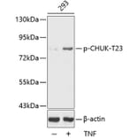 Western Blot - Anti-CHUK (phospho T23) Antibody (AP0173) - Antibodies.com
